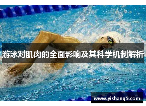 游泳对肌肉的全面影响及其科学机制解析
